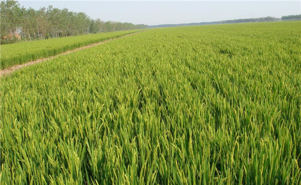 種子基地如何使用農業氣象站來提高種子基地的產量? 種子基地如何使用農業氣象站來提高種子基地的產量?