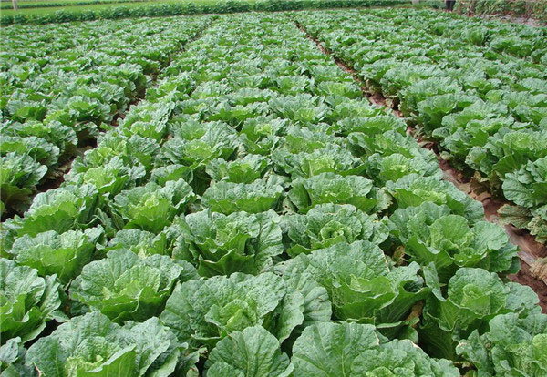 種子基地如何使用農業氣象站來提高種子基地的產量? 種子基地如何使用農業氣象站來提高種子基地的產量?