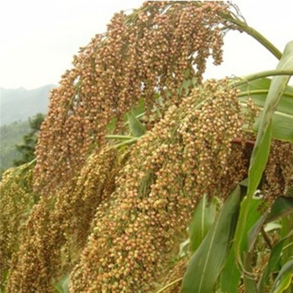 種子基地如何使用農業氣象站來提高種子基地的產量? 種子基地如何使用農業氣象站來提高種子基地的產量?