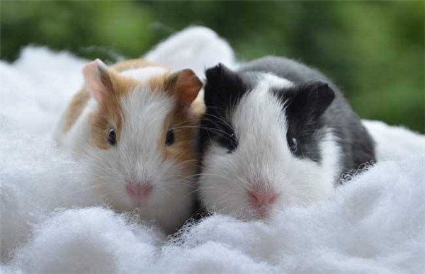 6000竹鼠賣不出去?何不來賣農業氣象站! 6000竹鼠賣不出去?何不來賣農業氣象站!