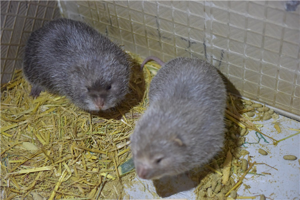 6000竹鼠賣不出去?何不來賣農業氣象站! 6000竹鼠賣不出去?何不來賣農業氣象站!