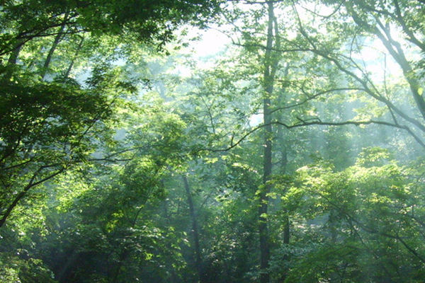 森林氣象站 森林氣象站