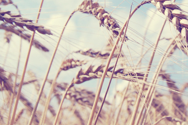 降水采樣器 降水采樣器