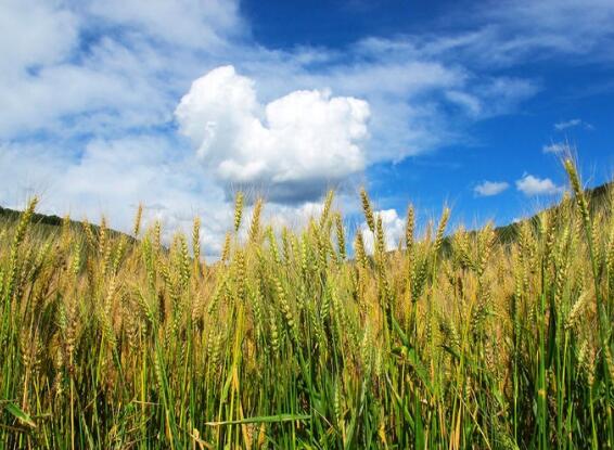 智能化農業環境監測儀多方式通訊保障 智能化農業環境監測儀多方式通訊保障