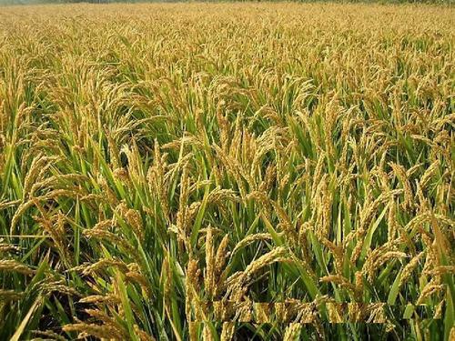 河南農業氣象站逐步實現智能化氣象監測 河南農業氣象站逐步實現智能化氣象監測