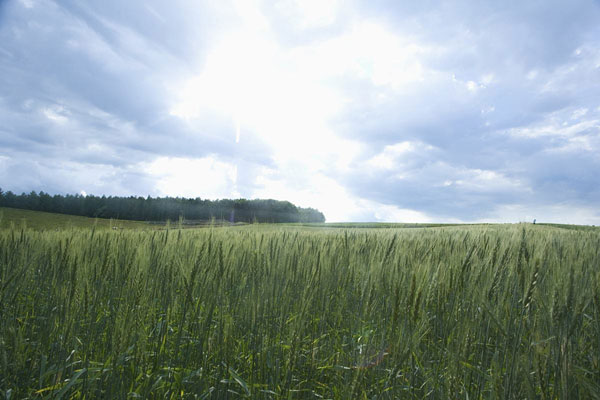 農業氣象站 農業氣象站