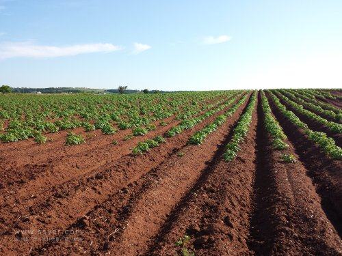 基于農業物聯網,如何防治馬鈴薯疫病? 基于農業物聯網,如何防治馬鈴薯疫病?