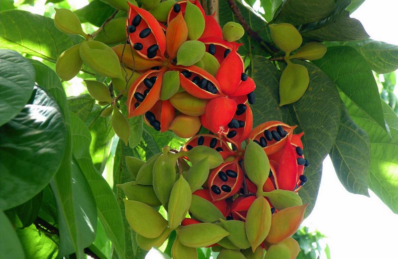農業自動氣象站,為鳳眼果的種植提供一手資料 農業自動氣象站,為鳳眼果的種植提供一手資料